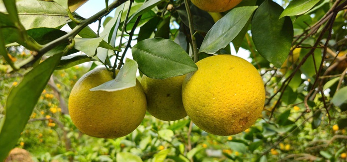 &ldquo;Lạc lối&rdquo; giữa những vườn cam ch&iacute;n v&agrave;ng, sai trĩu quả - Ảnh 14.