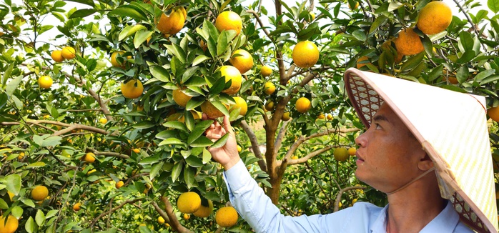 &ldquo;Lạc lối&rdquo; giữa những vườn cam ch&iacute;n v&agrave;ng, sai trĩu quả - Ảnh 13.