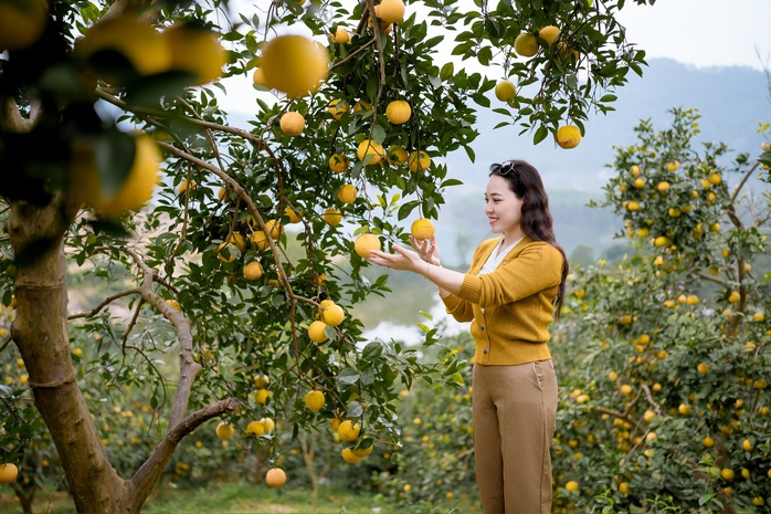 &ldquo;Lạc lối&rdquo; giữa những vườn cam ch&iacute;n v&agrave;ng, sai trĩu quả - Ảnh 12.