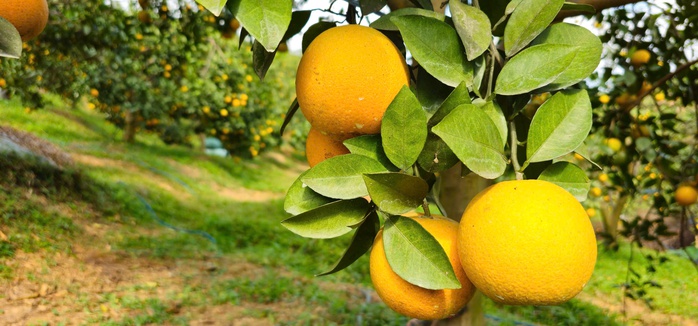 &ldquo;Lạc lối&rdquo; giữa những vườn cam ch&iacute;n v&agrave;ng, sai trĩu quả - Ảnh 3.