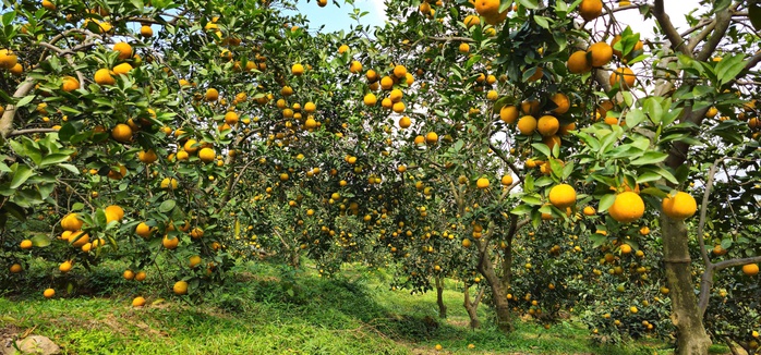 &ldquo;Lạc lối&rdquo; giữa những vườn cam ch&iacute;n v&agrave;ng, sai trĩu quả - Ảnh 1.