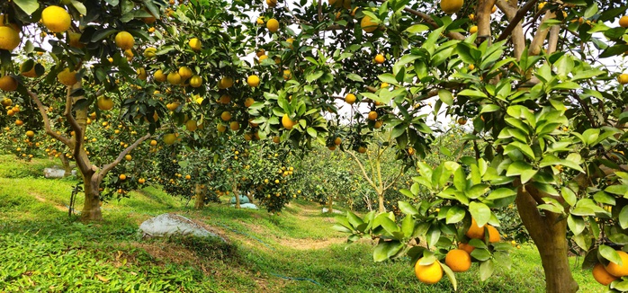 &ldquo;Lạc lối&rdquo; giữa những vườn cam ch&iacute;n v&agrave;ng, sai trĩu quả - Ảnh 4.