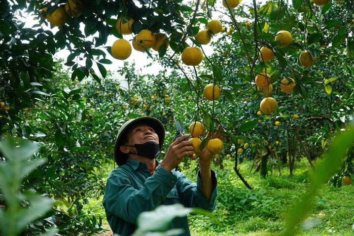 &ldquo;Lạc lối&rdquo; giữa những vườn cam ch&iacute;n v&agrave;ng, sai trĩu quả - Ảnh 7.