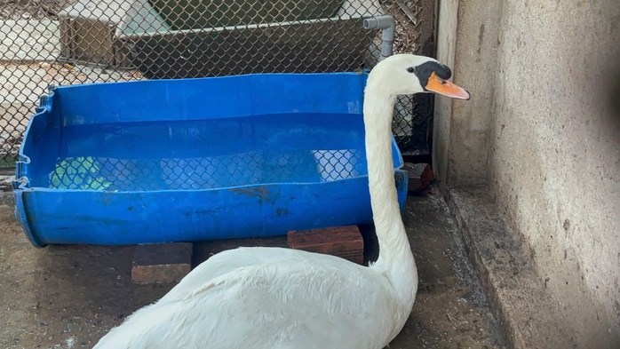 Thi&ecirc;n nga trắng bị nh&eacute;t ba l&ocirc;, trộm khỏi Thảo Cầm Vi&ecirc;n - Ảnh 1.