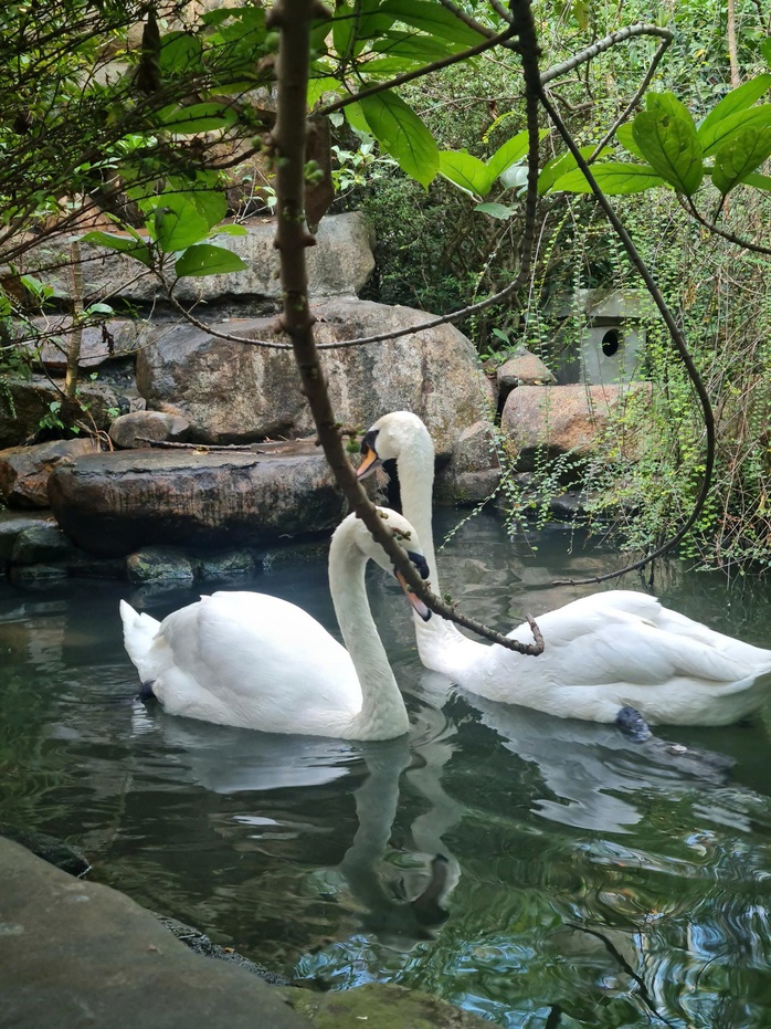 Thi&ecirc;n nga trắng bị nh&eacute;t ba l&ocirc;, trộm khỏi Thảo Cầm Vi&ecirc;n - Ảnh 2.