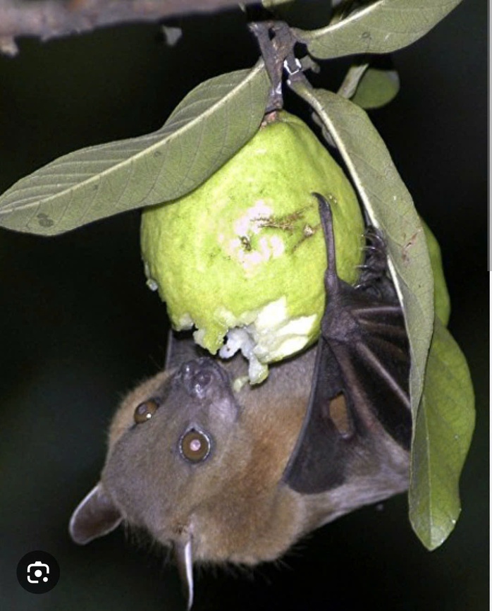 Virus Nipah có thật sự đáng sợ? - Ảnh 1.