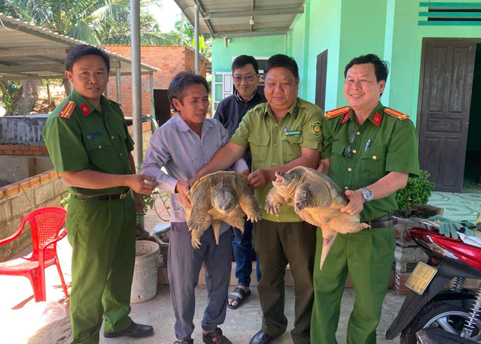 Người d&acirc;n giao nộp r&ugrave;a c&aacute; sấu qu&yacute; hiếm c&oacute; tổng trọng lượng 28,5 kg - Ảnh 1.