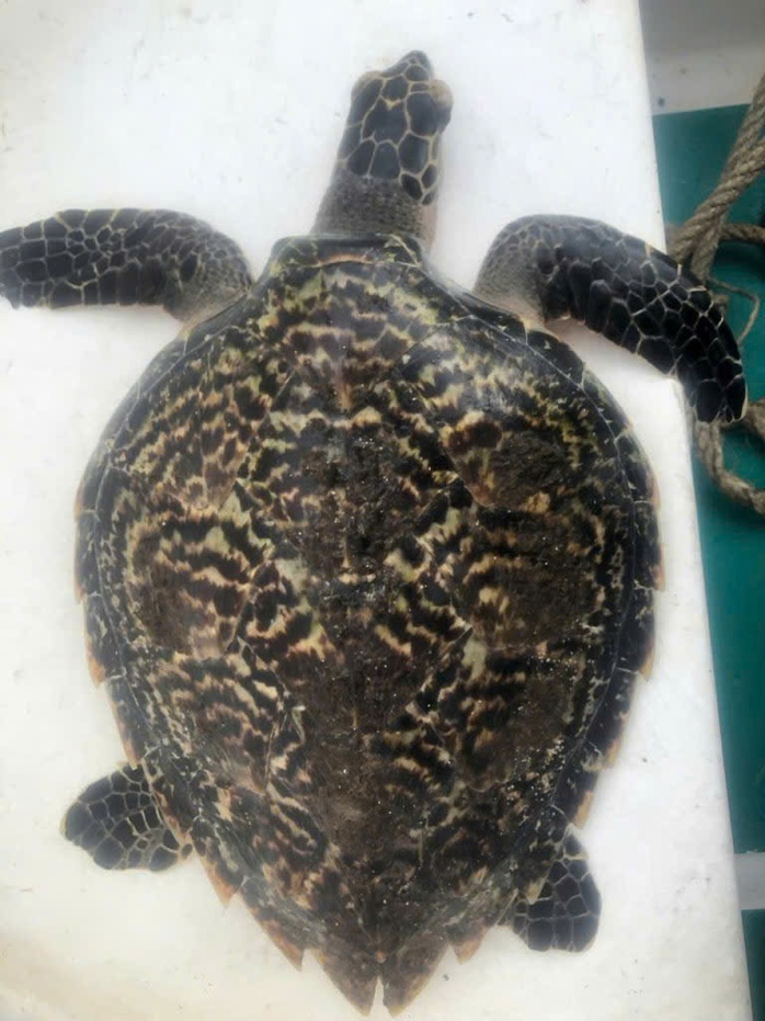 Phát hiện đồi mồi qúy hiếm tại Đà Nẵng: Tín hiệu tích cực cho bảo tồn - Ảnh 1. Phát hiện đồi mồi qúy hiếm tại Đà Nẵng: Tín hiệu tích cực cho bảo tồn - Ảnh 1.