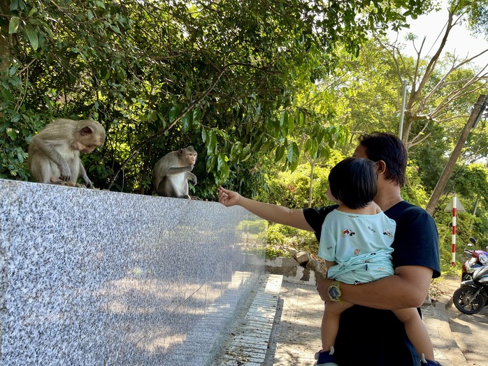Vũng T&agrave;u: Khỉ tr&ecirc;n N&uacute;i Lớn rượt đuổi, tấn c&ocirc;ng người - Ảnh 5.