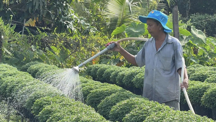 L&agrave;ng hoa miền T&acirc;y hứa hẹn bội thu - Ảnh 1.