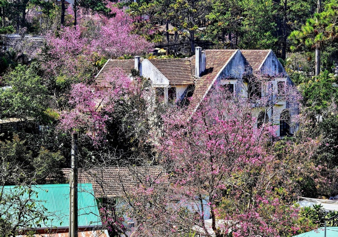 Những địa điểm để du kh&aacute;ch tham gia lễ hội hoa Mai anh đ&agrave;o - Ảnh 2.