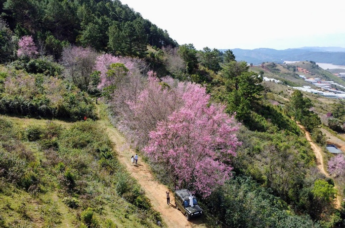 Những địa điểm để du kh&aacute;ch tham gia lễ hội hoa Mai anh đ&agrave;o - Ảnh 4.