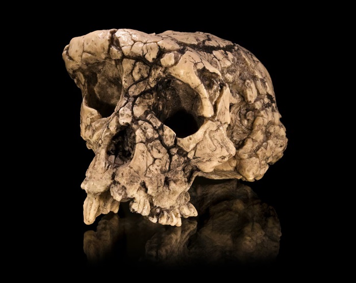 H&agrave;i cốt b&iacute; ẩn n&agrave;y c&oacute; thể l&agrave; tổ ti&ecirc;n sớm nhất của lo&agrave;i người - Ảnh 1.