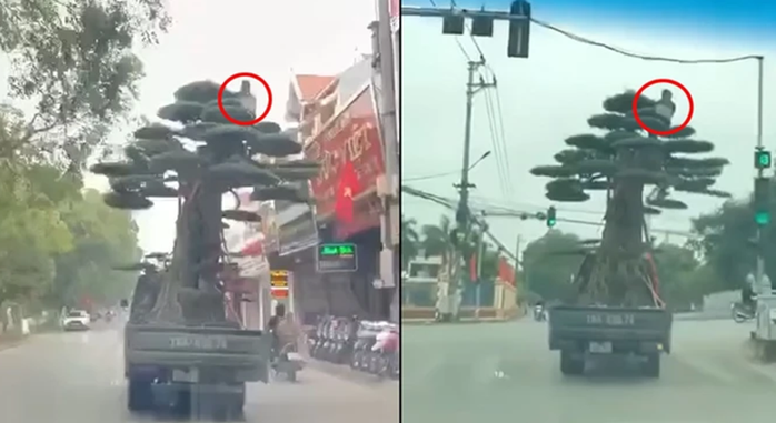L&aacute;i xe chở người ngồi vắt vẻo tr&ecirc;n ngọn c&acirc;y cảnh bị phạt 39 triệu đồng - Ảnh 1.