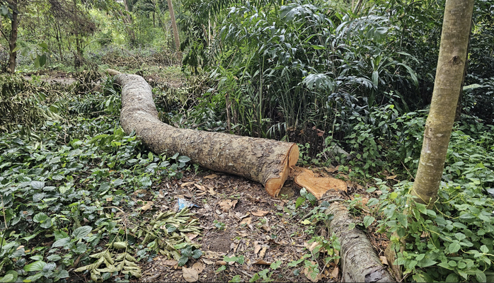 Ai đứng sau vụ 41 cây xà cừ bị đốn hạ ở Cần Thơ? - Ảnh 1. Ai đứng sau vụ 41 cây xà cừ bị đốn hạ ở Cần Thơ? - Ảnh 1.