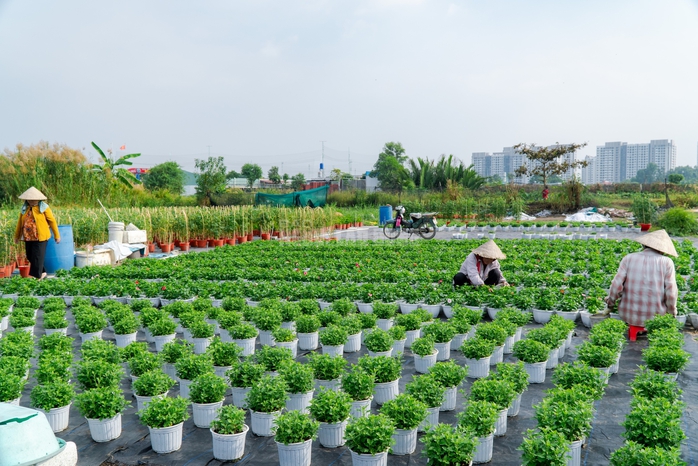 VIDEO: N&ocirc;ng d&acirc;n l&agrave;ng hoa Thới An tất bật m&ugrave;a Tết, kh&oacute; định gi&aacute; hoa xứng c&ocirc;ng - Ảnh 1.