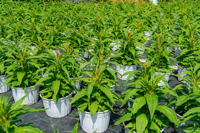 VIDEO: N&ocirc;ng d&acirc;n l&agrave;ng hoa Thới An tất bật m&ugrave;a Tết, kh&oacute; định gi&aacute; hoa xứng c&ocirc;ng - Ảnh 3.