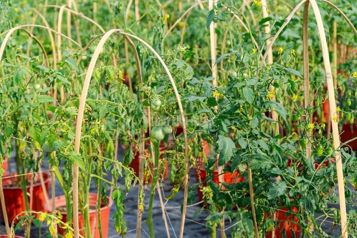 VIDEO: N&ocirc;ng d&acirc;n l&agrave;ng hoa Thới An tất bật m&ugrave;a Tết, kh&oacute; định gi&aacute; hoa xứng c&ocirc;ng - Ảnh 4.