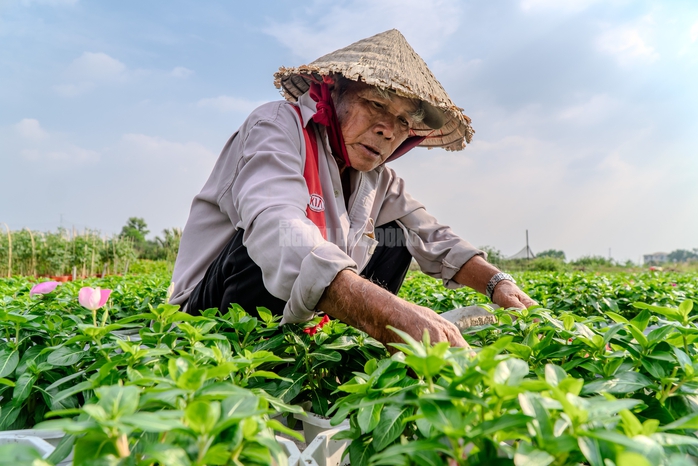 VIDEO: N&ocirc;ng d&acirc;n l&agrave;ng hoa Thới An tất bật m&ugrave;a Tết, kh&oacute; định gi&aacute; hoa xứng c&ocirc;ng - Ảnh 6.
