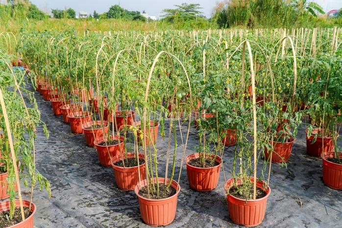 VIDEO: N&ocirc;ng d&acirc;n l&agrave;ng hoa Thới An tất bật m&ugrave;a Tết, kh&oacute; định gi&aacute; hoa xứng c&ocirc;ng - Ảnh 7.