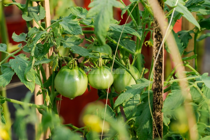 VIDEO: N&ocirc;ng d&acirc;n l&agrave;ng hoa Thới An tất bật m&ugrave;a Tết, kh&oacute; định gi&aacute; hoa xứng c&ocirc;ng - Ảnh 9.