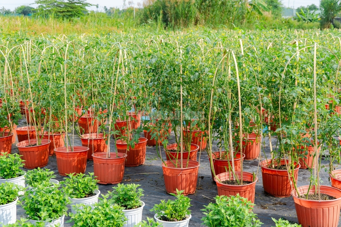 VIDEO: N&ocirc;ng d&acirc;n l&agrave;ng hoa Thới An tất bật m&ugrave;a Tết, kh&oacute; định gi&aacute; hoa xứng c&ocirc;ng - Ảnh 10.