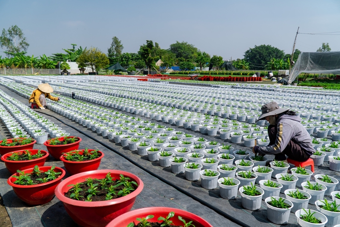 VIDEO: N&ocirc;ng d&acirc;n l&agrave;ng hoa Thới An tất bật m&ugrave;a Tết, kh&oacute; định gi&aacute; hoa xứng c&ocirc;ng - Ảnh 14.