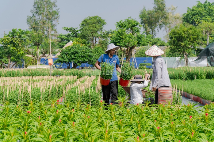 VIDEO: N&ocirc;ng d&acirc;n l&agrave;ng hoa Thới An tất bật m&ugrave;a Tết, kh&oacute; định gi&aacute; hoa xứng c&ocirc;ng - Ảnh 15.