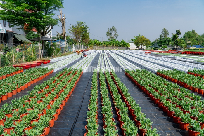 VIDEO: N&ocirc;ng d&acirc;n l&agrave;ng hoa Thới An tất bật m&ugrave;a Tết, kh&oacute; định gi&aacute; hoa xứng c&ocirc;ng - Ảnh 18.