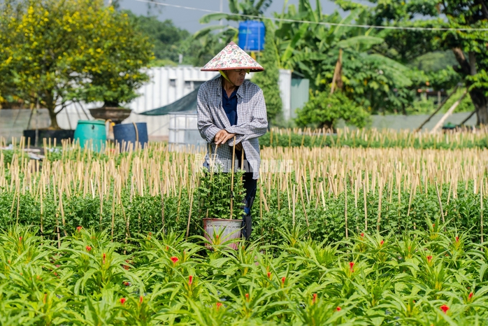 VIDEO: N&ocirc;ng d&acirc;n l&agrave;ng hoa Thới An tất bật m&ugrave;a Tết, kh&oacute; định gi&aacute; hoa xứng c&ocirc;ng - Ảnh 19.
