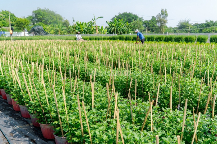 VIDEO: N&ocirc;ng d&acirc;n l&agrave;ng hoa Thới An tất bật m&ugrave;a Tết, kh&oacute; định gi&aacute; hoa xứng c&ocirc;ng - Ảnh 20.