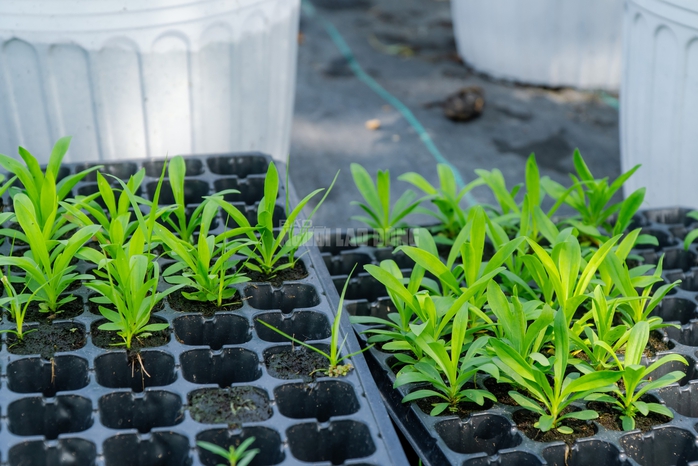 VIDEO: N&ocirc;ng d&acirc;n l&agrave;ng hoa Thới An tất bật m&ugrave;a Tết, kh&oacute; định gi&aacute; hoa xứng c&ocirc;ng - Ảnh 21.