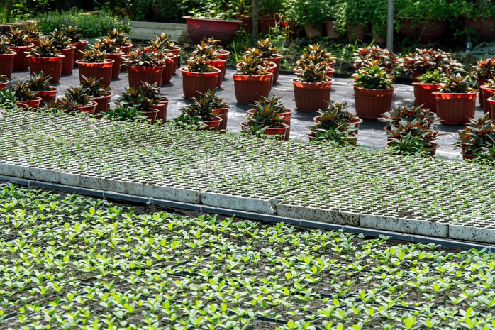 VIDEO: N&ocirc;ng d&acirc;n l&agrave;ng hoa Thới An tất bật m&ugrave;a Tết, kh&oacute; định gi&aacute; hoa xứng c&ocirc;ng - Ảnh 22.