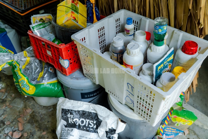 VIDEO: N&ocirc;ng d&acirc;n l&agrave;ng hoa Thới An tất bật m&ugrave;a Tết, kh&oacute; định gi&aacute; hoa xứng c&ocirc;ng - Ảnh 23.