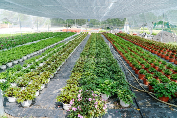 VIDEO: N&ocirc;ng d&acirc;n l&agrave;ng hoa Thới An tất bật m&ugrave;a Tết, kh&oacute; định gi&aacute; hoa xứng c&ocirc;ng - Ảnh 25.