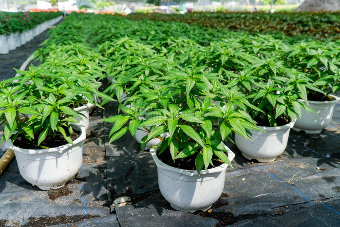 VIDEO: N&ocirc;ng d&acirc;n l&agrave;ng hoa Thới An tất bật m&ugrave;a Tết, kh&oacute; định gi&aacute; hoa xứng c&ocirc;ng - Ảnh 26.