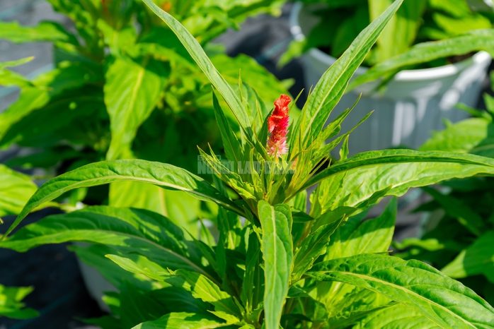 VIDEO: N&ocirc;ng d&acirc;n l&agrave;ng hoa Thới An tất bật m&ugrave;a Tết, kh&oacute; định gi&aacute; hoa xứng c&ocirc;ng - Ảnh 27.