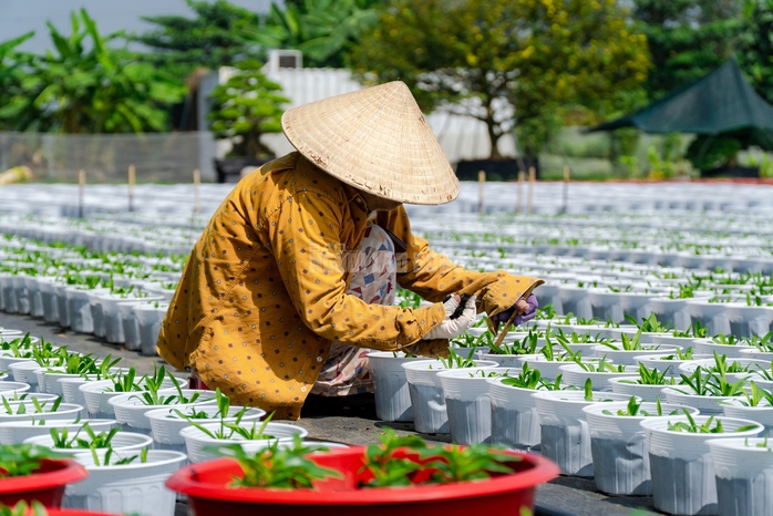 VIDEO: N&ocirc;ng d&acirc;n l&agrave;ng hoa Thới An tất bật m&ugrave;a Tết, kh&oacute; định gi&aacute; hoa xứng c&ocirc;ng - Ảnh 28.