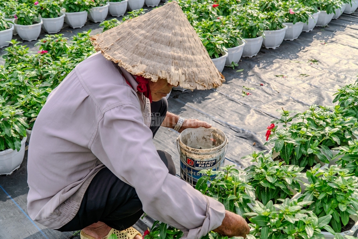 VIDEO: N&ocirc;ng d&acirc;n l&agrave;ng hoa Thới An tất bật m&ugrave;a Tết, kh&oacute; định gi&aacute; hoa xứng c&ocirc;ng - Ảnh 12.