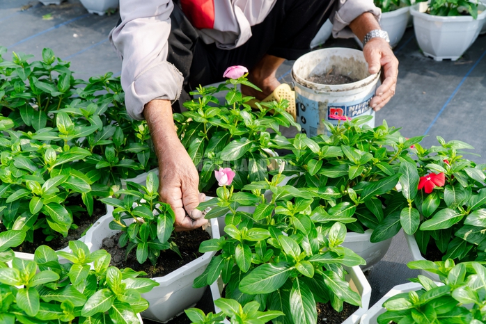 VIDEO: N&ocirc;ng d&acirc;n l&agrave;ng hoa Thới An tất bật m&ugrave;a Tết, kh&oacute; định gi&aacute; hoa xứng c&ocirc;ng - Ảnh 13.