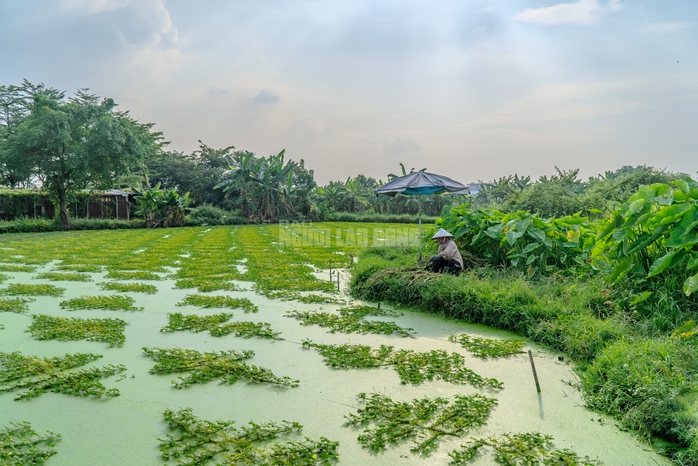 VIDEO: Nghề lội nước h&aacute;i rau nh&uacute;t thu nhập tiền triệu mỗi ng&agrave;y - Ảnh 1.