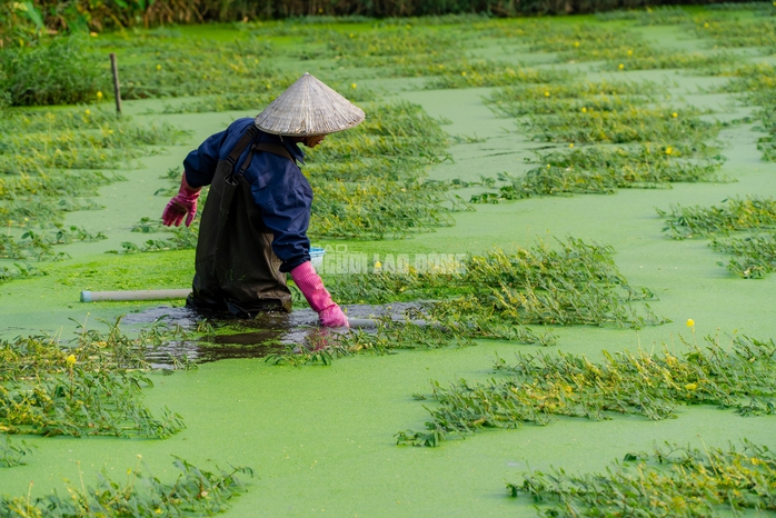 VIDEO: Nghề lội nước h&aacute;i rau nh&uacute;t thu nhập tiền triệu mỗi ng&agrave;y - Ảnh 2.