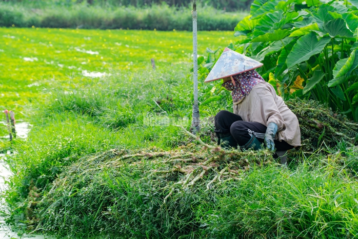 VIDEO: Nghề lội nước h&aacute;i rau nh&uacute;t thu nhập tiền triệu mỗi ng&agrave;y - Ảnh 3.
