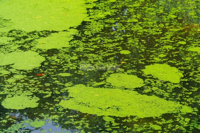 VIDEO: Nghề lội nước h&aacute;i rau nh&uacute;t thu nhập tiền triệu mỗi ng&agrave;y - Ảnh 5.