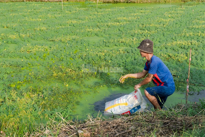 VIDEO: Nghề lội nước h&aacute;i rau nh&uacute;t thu nhập tiền triệu mỗi ng&agrave;y - Ảnh 4.