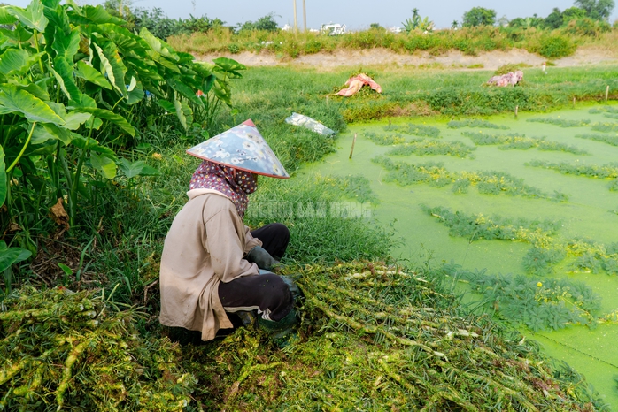 VIDEO: Nghề lội nước h&aacute;i rau nh&uacute;t thu nhập tiền triệu mỗi ng&agrave;y - Ảnh 6.