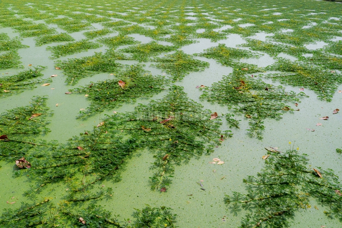 VIDEO: Nghề lội nước h&aacute;i rau nh&uacute;t thu nhập tiền triệu mỗi ng&agrave;y - Ảnh 7.
