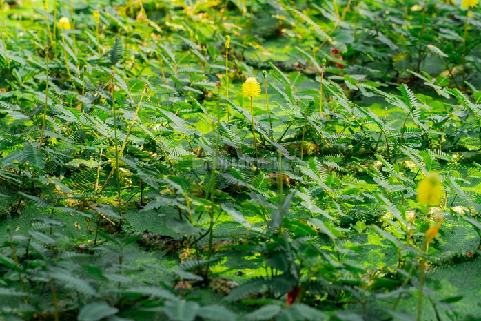 VIDEO: Nghề lội nước h&aacute;i rau nh&uacute;t thu nhập tiền triệu mỗi ng&agrave;y - Ảnh 8.