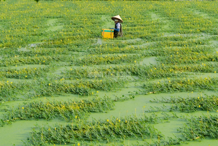 VIDEO: Nghề lội nước h&aacute;i rau nh&uacute;t thu nhập tiền triệu mỗi ng&agrave;y - Ảnh 9.