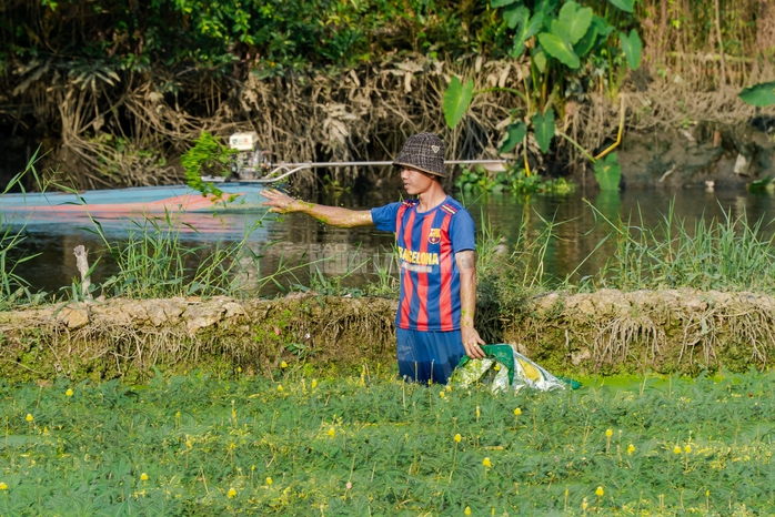 VIDEO: Nghề lội nước h&aacute;i rau nh&uacute;t thu nhập tiền triệu mỗi ng&agrave;y - Ảnh 10.